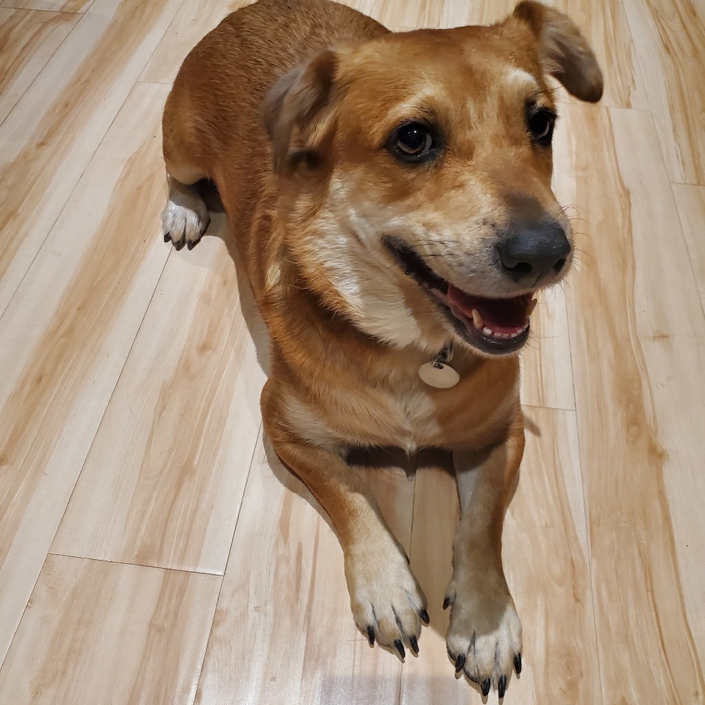 Meet your Posher, Bonnie